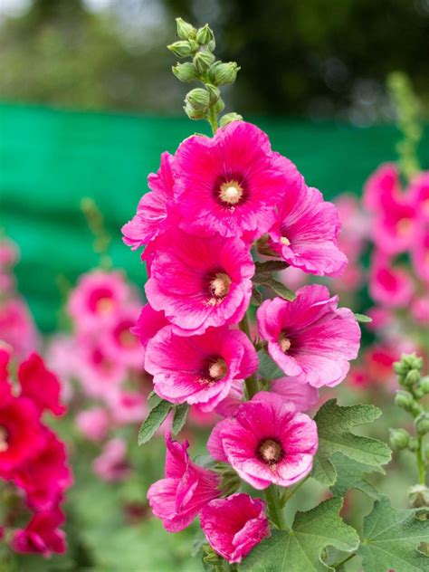 Seeding hollyhocks - Flowers. How to Plant, Grow and Care For Hollyhocks. Thinking of adding some hollyhocks to your garden this season? These popular garden shrubs can make a …